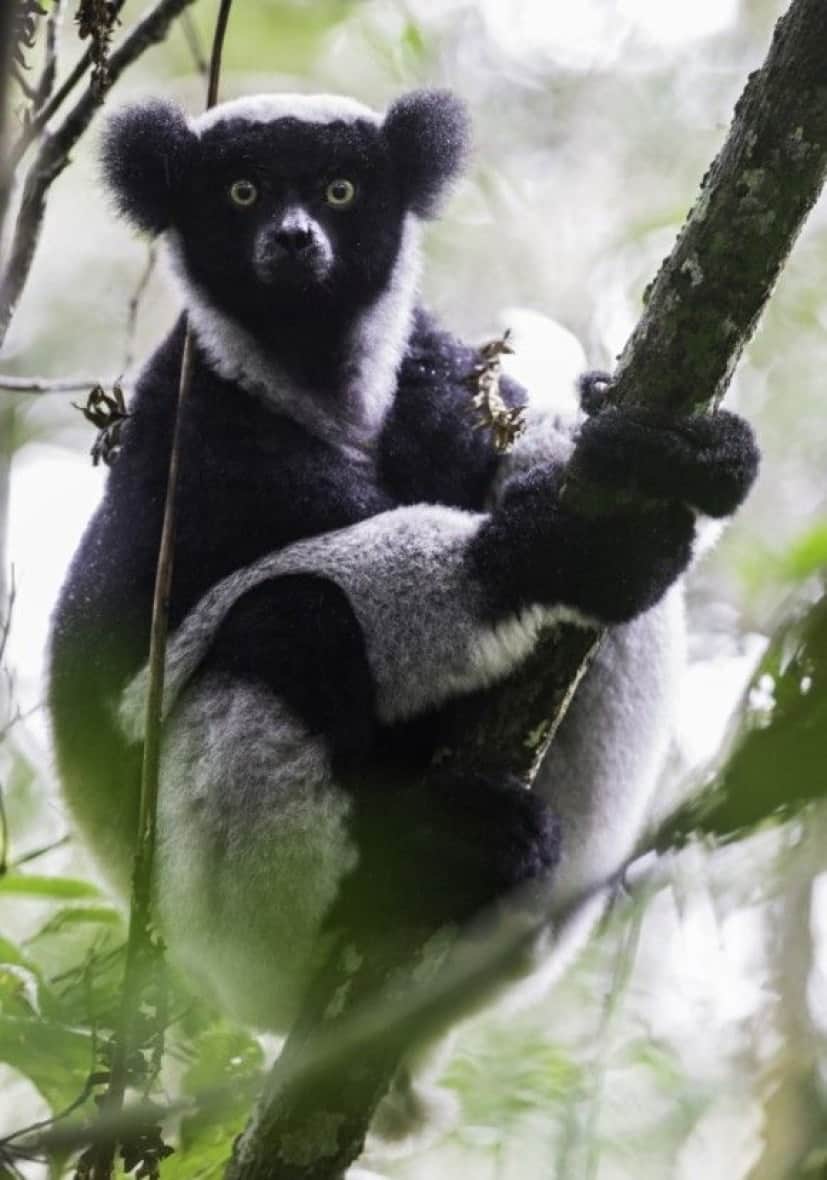 生き物ワクワクマダガスカル マダガスカルに生息する愉快なの地球の仲間たち カラパイア 生き物ワクワクマダガスカル マダガスカルに生息する愉快なの地球の仲間たち カラパイア