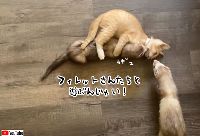 フェレットと遊びたい子猫、ケージを開けたら猫まっしぐら！