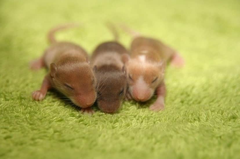 mouse-g71d6d8cb4_640