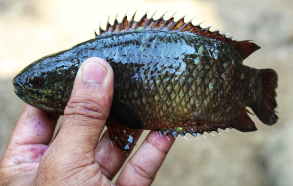 地を這い木に登り、天敵を窒息死させる恐ろしい魚がオーストラリアに侵入中。住民たちは戦々恐々