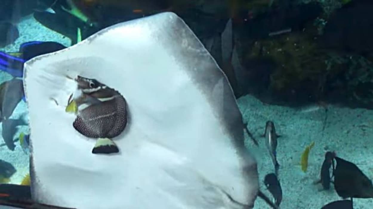 ちょ 待って待って ロープロープ 水族館の水槽の中で魚を食べようとするエイがいた カラパイア ちょ 待って待って ロープロープ 水族館の水槽の中で魚を食べようとするエイがいた カラパイア