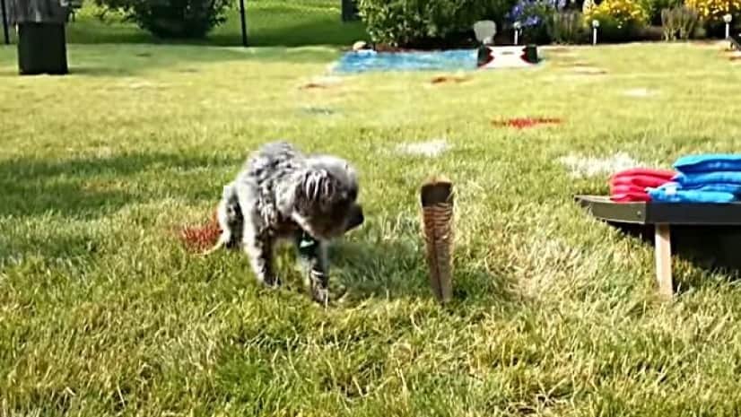 コレっていったい何物なんだ 怖いよ怖い ふわふわりんと舞う羽根が怖い犬総集編 カラパイア コレっていったい何物なんだ 怖いよ怖い ふわふわりんと舞う羽根が怖い犬総集編 カラパイア