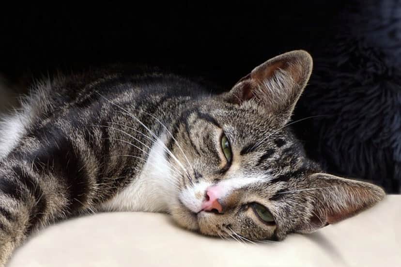 animal-4638593_640