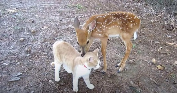 心の芯まで癒されました。子鹿を保護したところ、隣の家の猫と大親友に。体を寄せ合ってスリスリエンドレス（アメリカ）