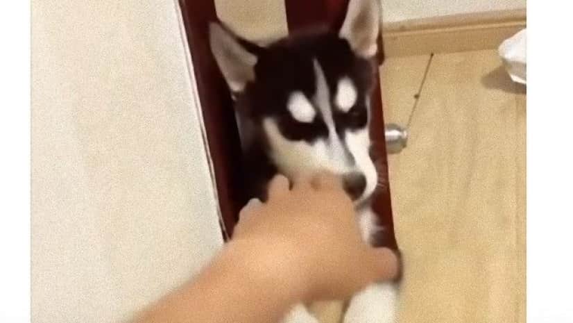 お鼻を押すと鳴き声が小さくなる ボリュームコントローラー機能が搭載されたハスキーが発見された カラパイア