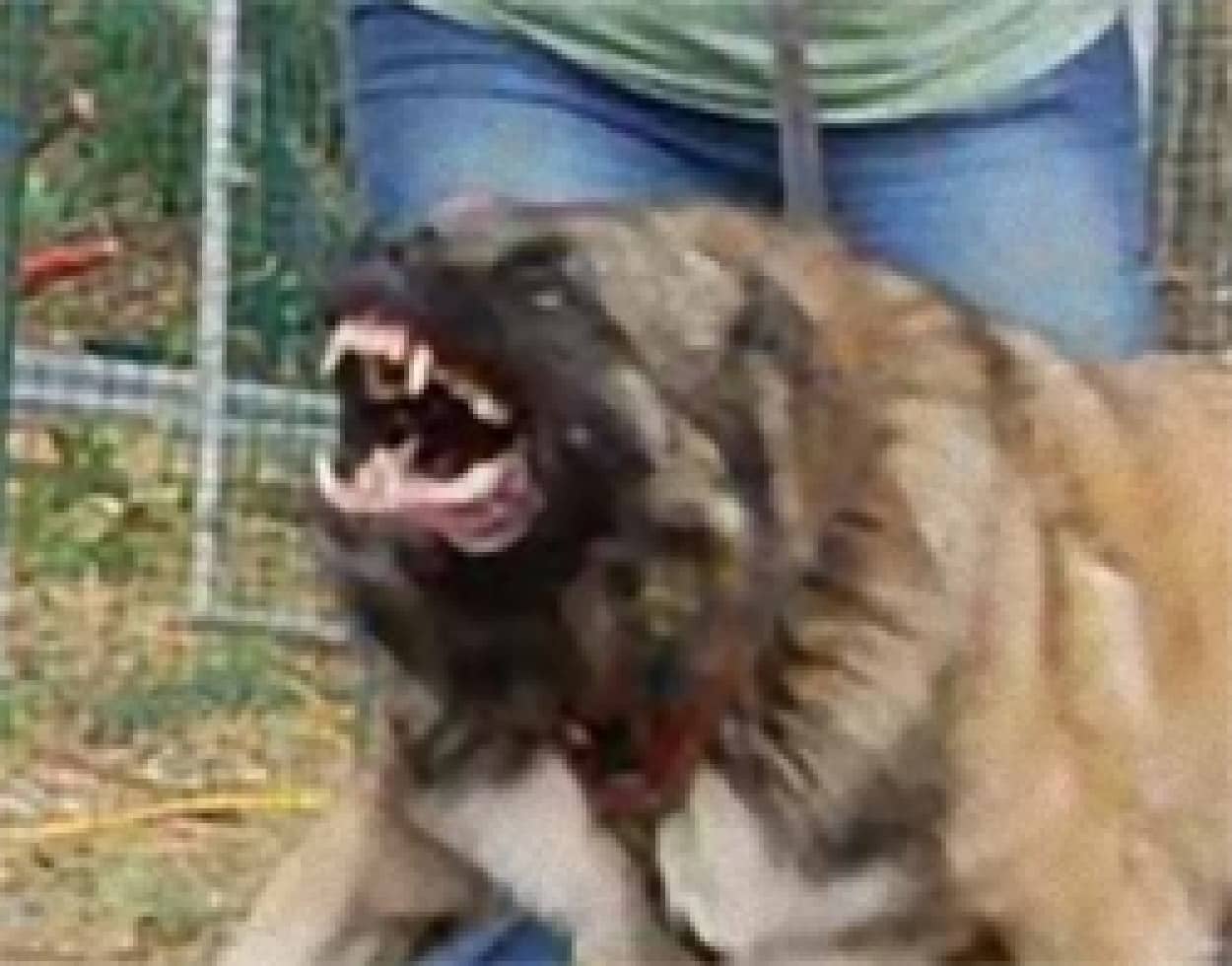 オオカミの血を引く勇敢な犬 コーカシアン シェパード ドッグ の鬼の形相 厳選犬の面白表情画像集 カラパイア