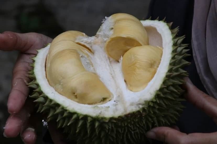 durian-1493310_640_e