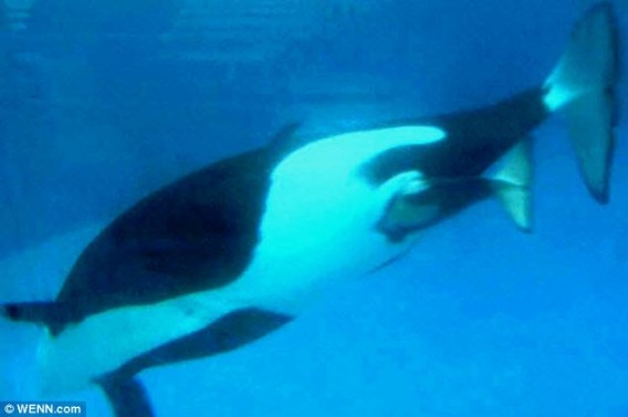 産まれました シャチの赤ちゃん 母さんのお腹の中から水中へ スイスイ泳ぐ 米サンディエゴ カラパイア