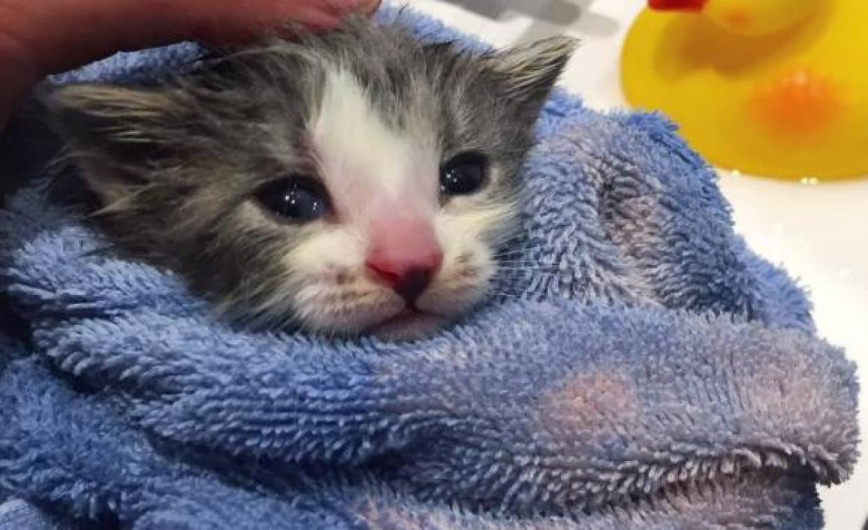 お母さんがいないの 生まれたばかりの子猫寂しさを埋めてくれたのは世話上手なおばあさん猫だった カナダ カラパイア お母さんがいないの 生まれたばかりの子猫寂しさを埋めてくれたのは世話上手なおばあさん猫だった カナダ カラパイア