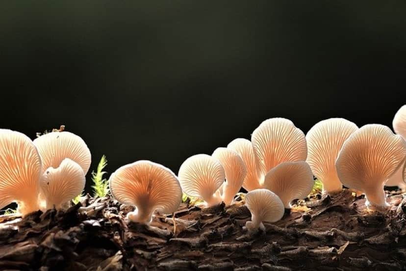 mushrooms-gddc5cb02f_640