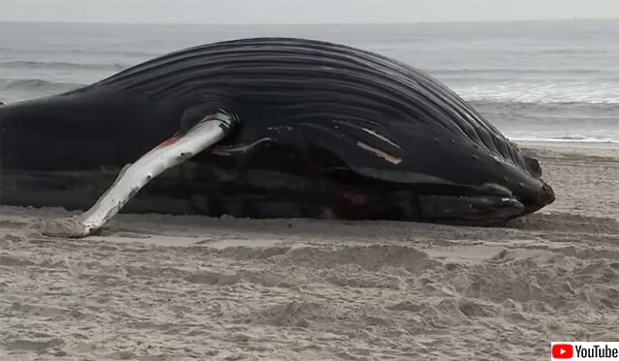 巨大なザトウクジラが漂着死