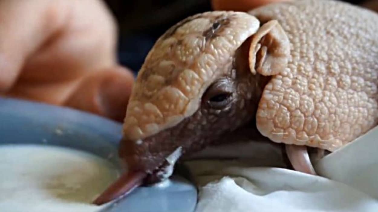 ボク これならちゃんとミルク飲めるよ 赤ちゃんアルマジロが人間の手からミルクを飲んだ日 カラパイア