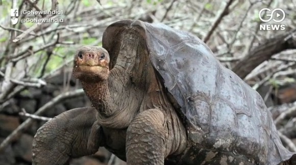 種の絶滅を救った推定100歳の絶倫亀、一代で800匹を超える子孫を残し引退へ（ガラパゴス諸島）