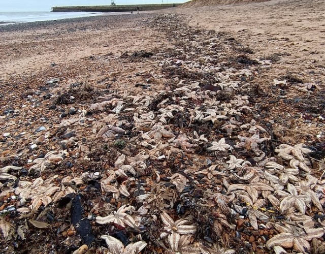 イギリスで海岸を埋め尽くすほどのヒトデの大量死