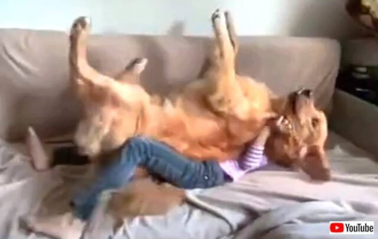 犬氏 信頼してるから大丈夫 ゴールデンと少女のトラストフォール カラパイア