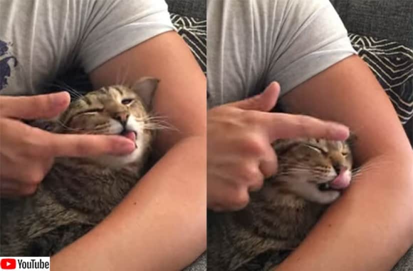 洗浄液は自分のものを使うから 飼い主の指を舐めて体をグルーミングしてもらう猫 カラパイア 洗浄液は自分のものを使うから 飼い主の指を舐めて体をグルーミングしてもらう猫 カラパイア