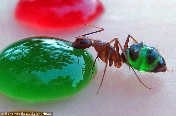 アリのおなかは透明だった 飲んだ色水と同じ色に染まっていくカラフルなアリたち カラパイア