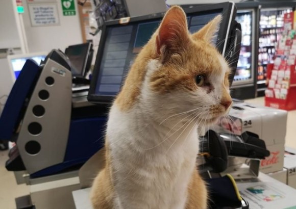 cat2_e0