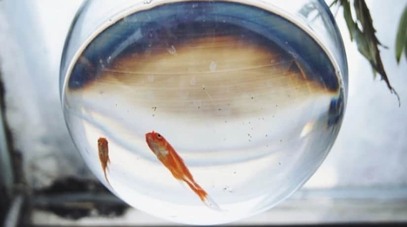 goldfish-2406298_640_e