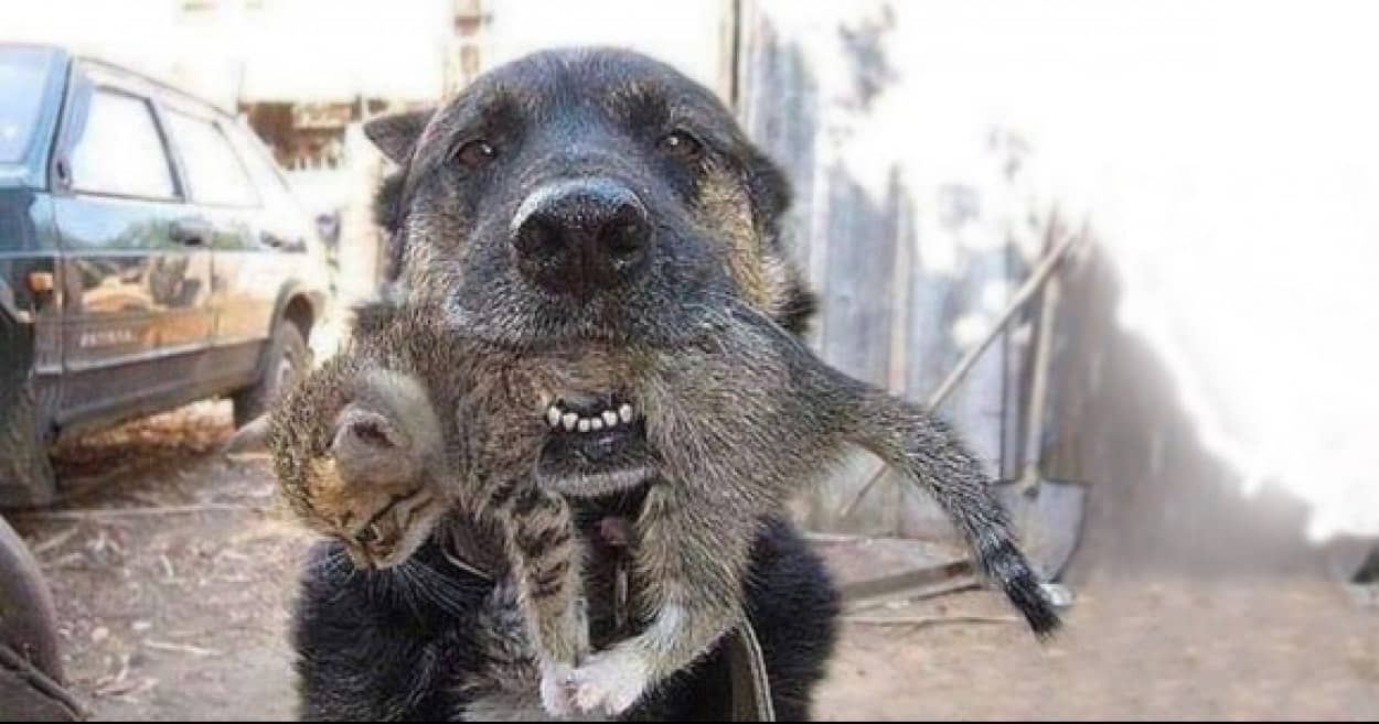 火事で燃える家の中に飛び込み子猫を救出した犬 ウクライナ カラパイア 火事で燃える家の中に飛び込み子猫を救出した犬 ウクライナ カラパイア