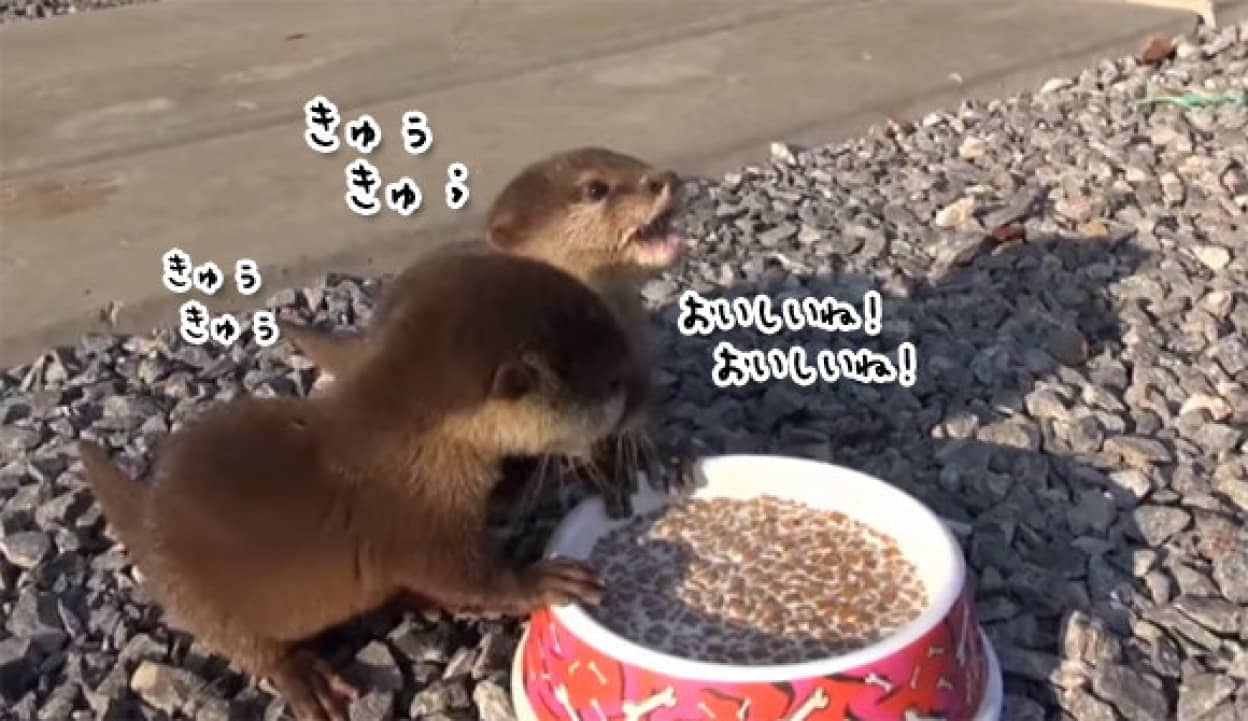 きゅぅきゅぅ言うとる 子カワウソウズのお食事シーンがかわいすぎるんじゃー カラパイア きゅぅきゅぅ言うとる 子カワウソウズのお食事シーンがかわいすぎるんじゃー カラパイア