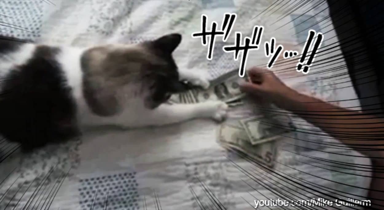 俺に近づくと火傷するぜ 人間の手を猫パンチで攻撃する猫たちの動画総集編 カラパイア