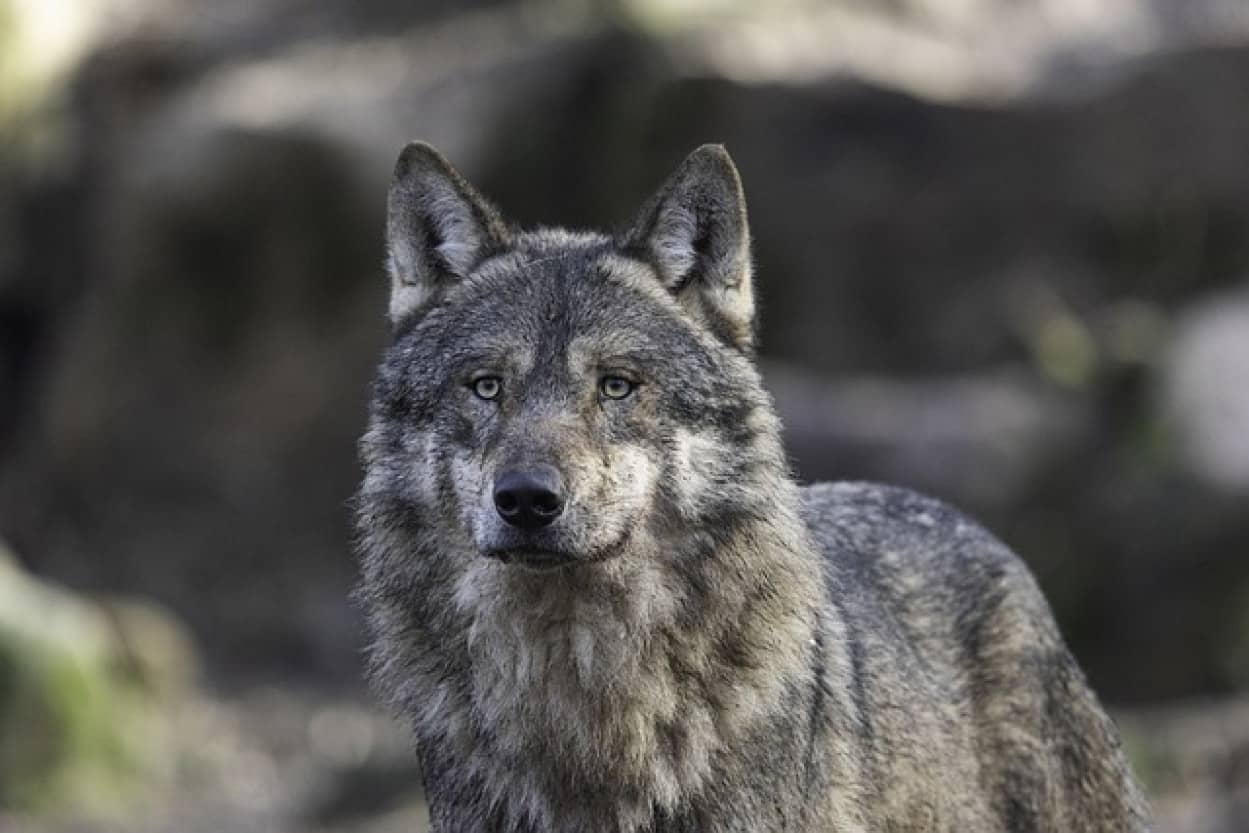 1頭のオオカミがロイヤル島全体の生態系を復活させる