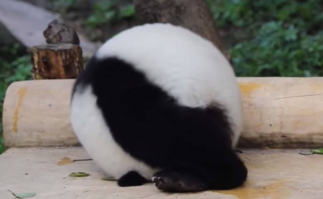 かまってもらいたいパンダ 丸くなって転がるの術を覚える カラパイア かまってもらいたいパンダ 丸くなって転がるの術を覚える カラパイア