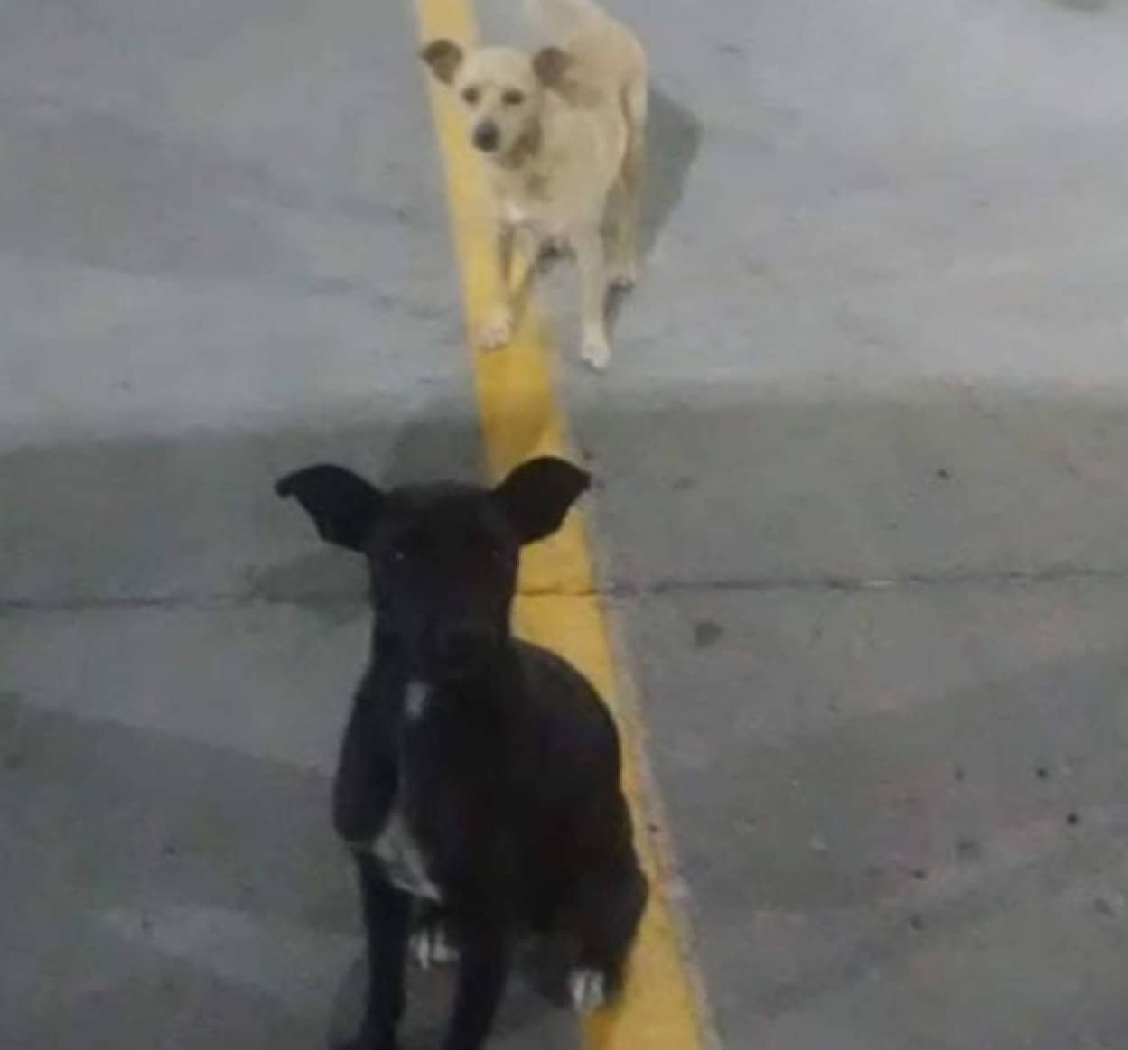 人間の家族が欲しかった2匹の野良犬