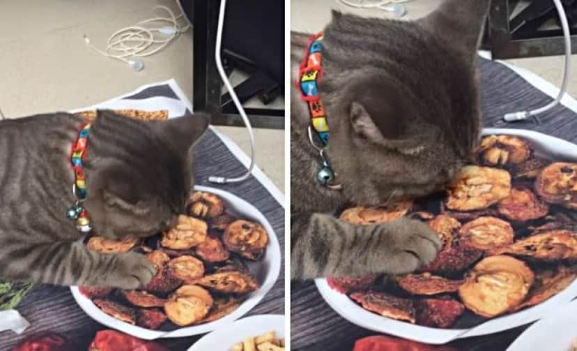 tastylookingplacemat0_e