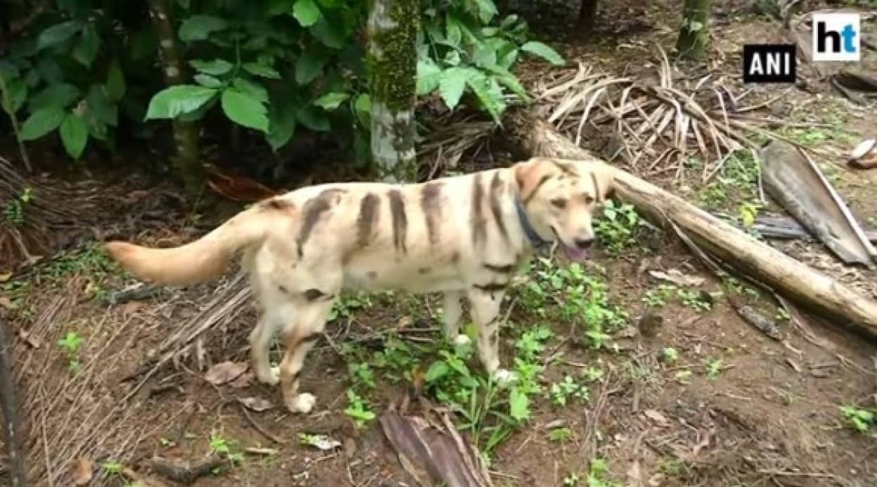 tiger dog _e