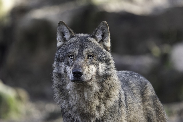 たった1頭のオオカミが島全体の生態系を復活させる