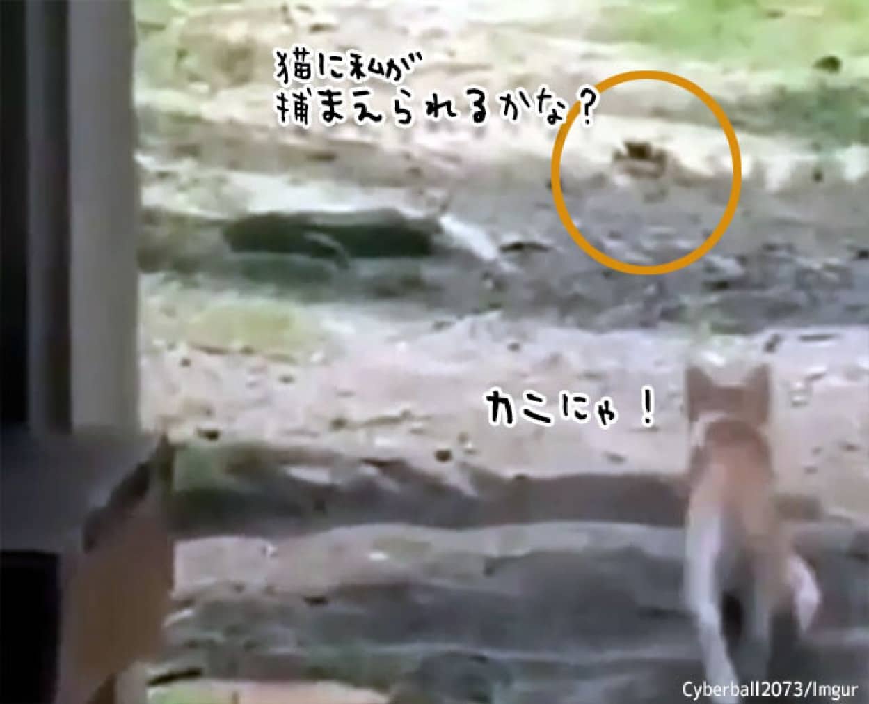 カニに夢中な猫のどっきりハプニング