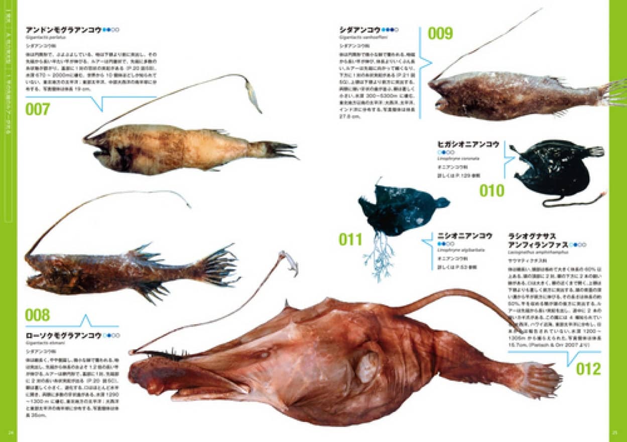 深海魚の最新図鑑 暗黒街のモンスターたち がすごい カラパイア
