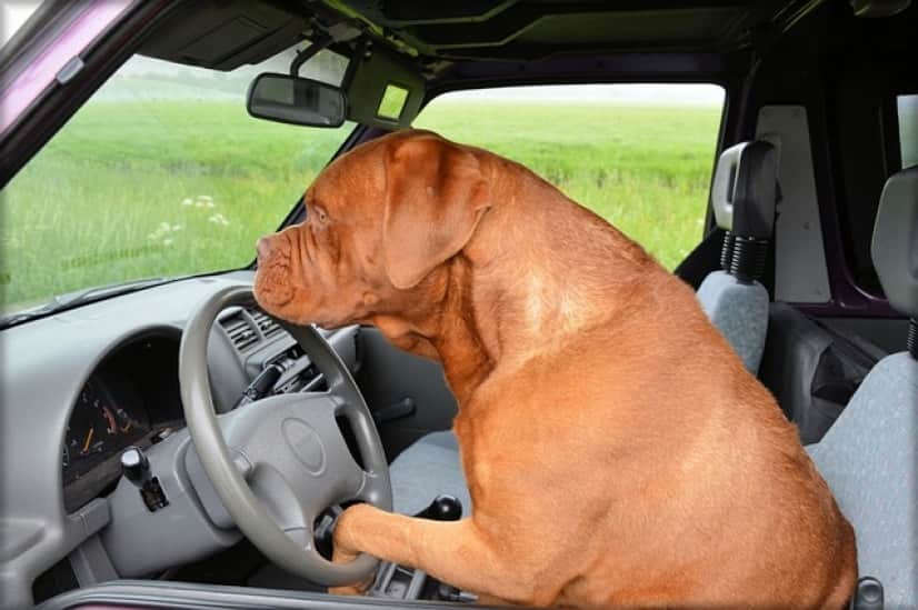 dog-g109fdb99a_640