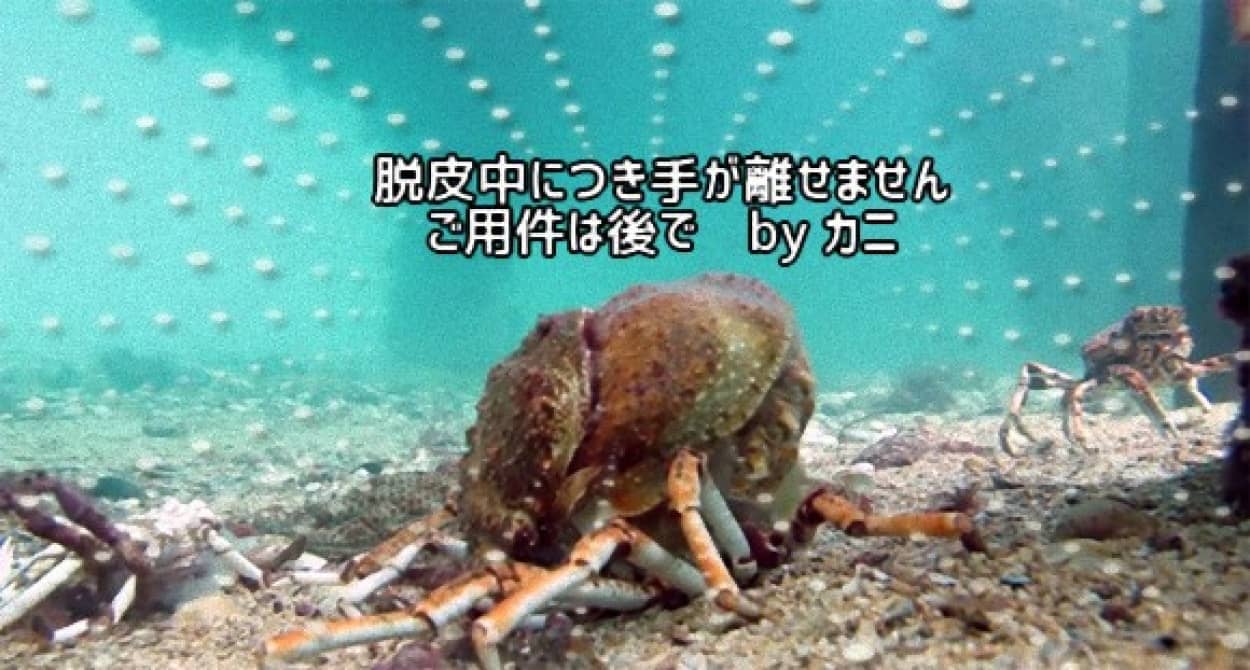 ちょっ おまっ 今はやめろって 脱皮中のカニを容赦なく襲うエイの衝撃映像 カラパイア ちょっ おまっ 今はやめろって 脱皮中のカニを容赦なく襲うエイの衝撃映像 カラパイア