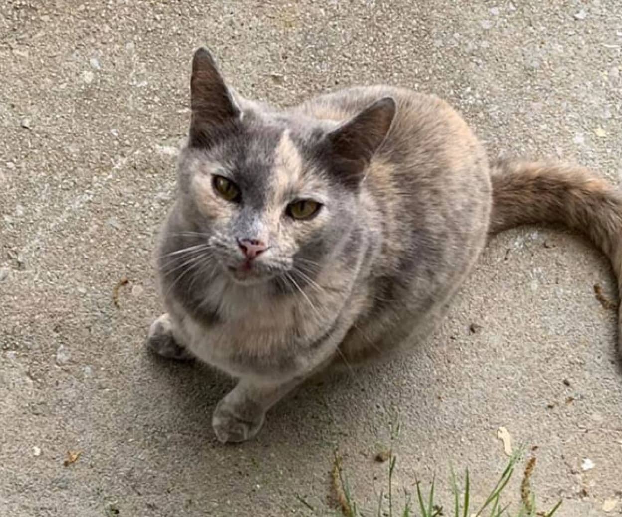 猫付き物件