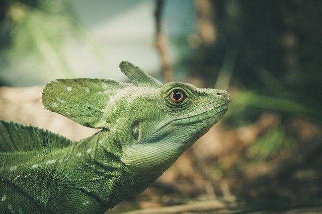 爬虫類好きに激震 トカゲの5分の1 温暖化で80年までに絶滅の恐れ カラパイア