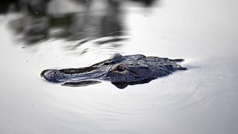 alligator-g79898eb6f_640