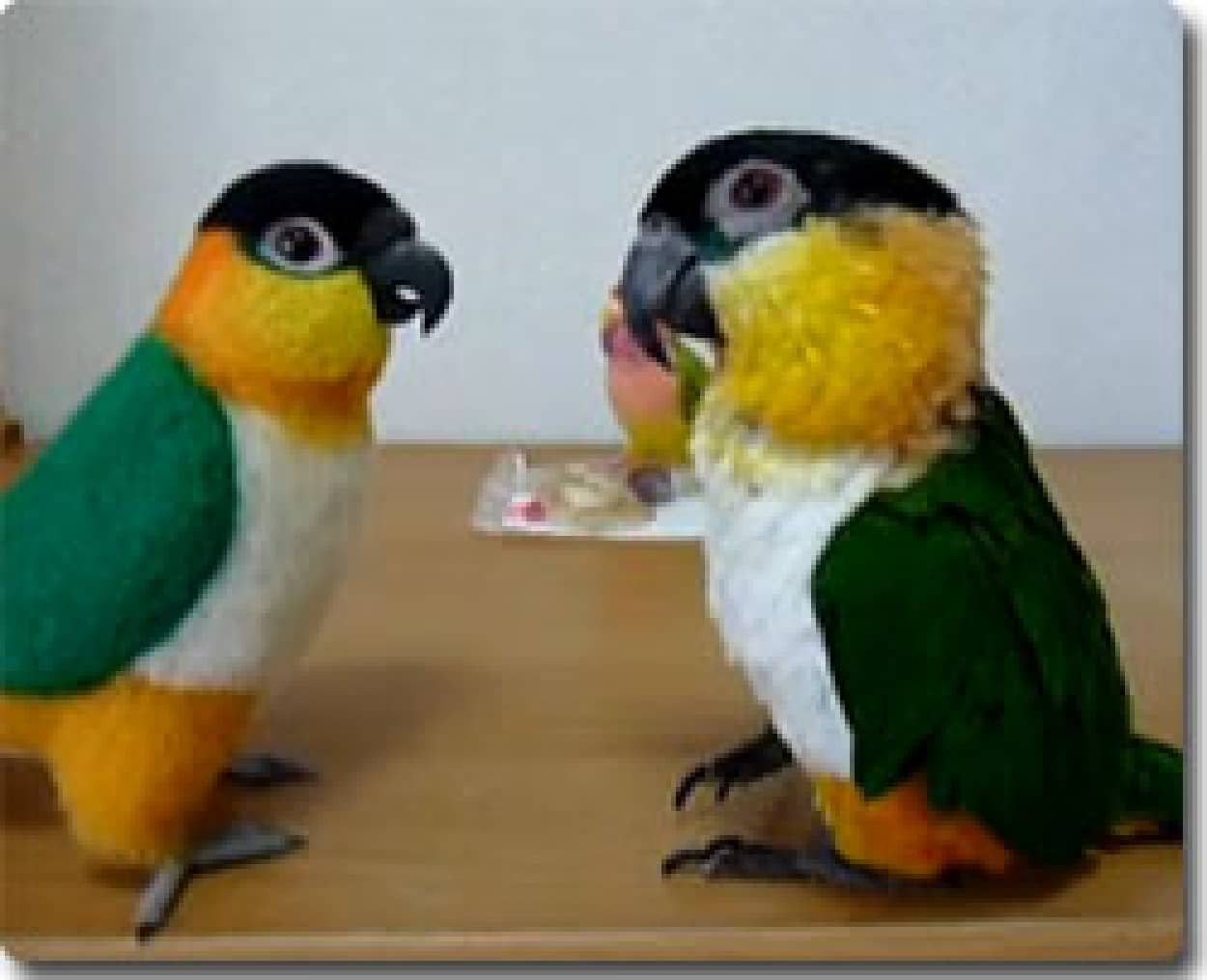 ズグロシロハラインコvsズグロシロハラインコのそっくりさん カラパイア