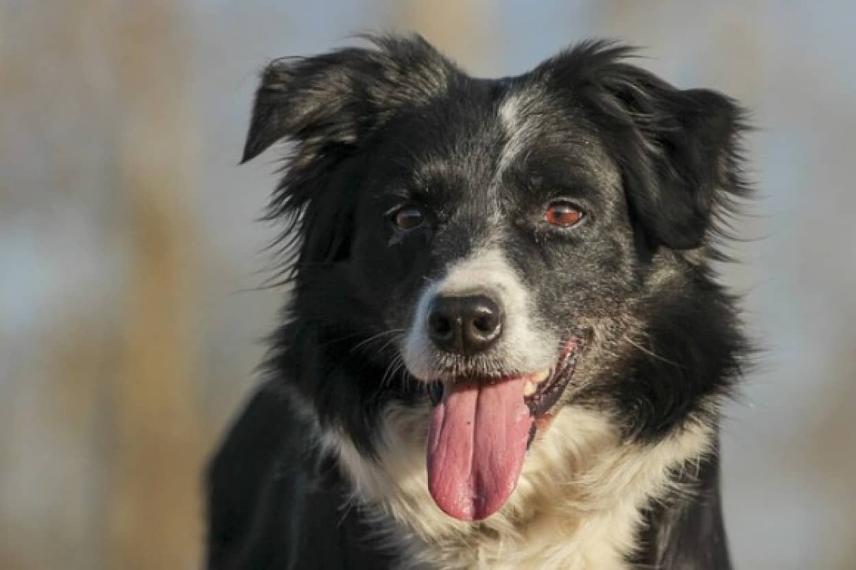 転落した飼い主を救った犬