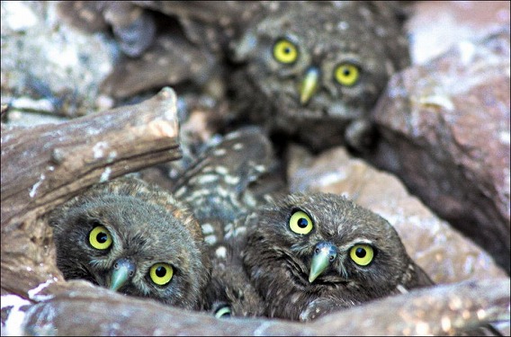 baby-owls-03