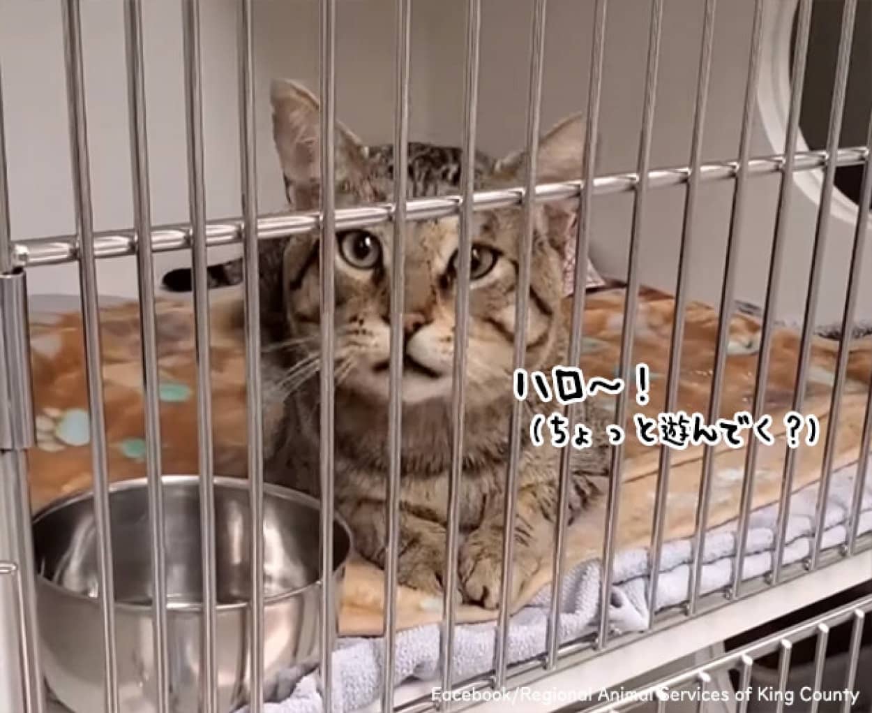目の前を通る人には誰にでも挨拶する保護猫