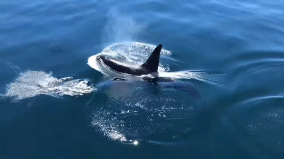 シャチの情けか 気まぐれか それともお腹がすいていなかった シャチとイルカが仲良く一緒に泳いでいた件 アメリカ カラパイア