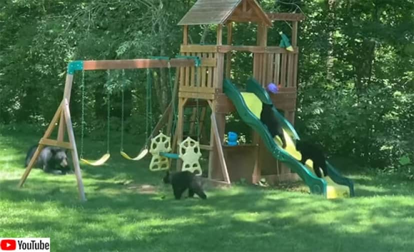 ディズニー映画かな 5匹の子グマたちが人間の遊具で楽しく遊ぶ やさしく見守る母熊 カラパイア ディズニー映画かな 5匹の子グマたちが人間の遊具で楽しく遊ぶ やさしく見守る母熊 カラパイア