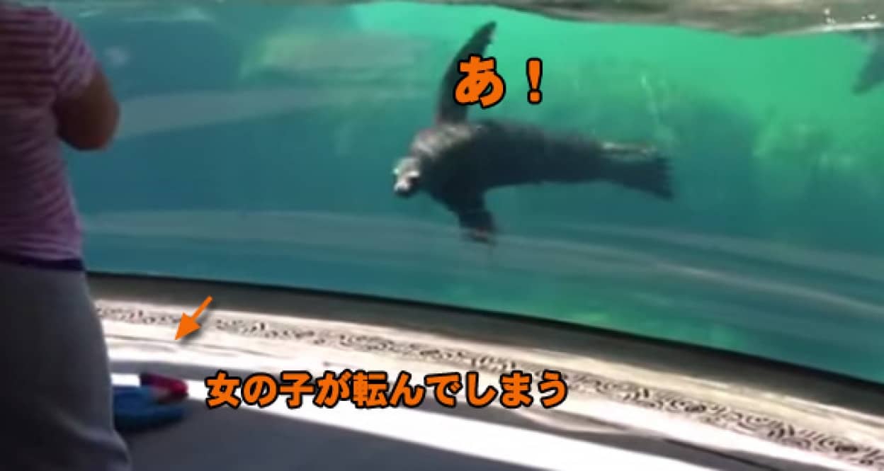 女の子が転んだ 水槽越しで心配そうに見守るアシカ カラパイア 女の子が転んだ 水槽越しで心配そうに見守るアシカ カラパイア