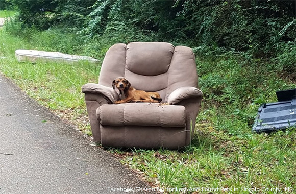 不要な家具と一緒に捨てられた子犬、廃棄されたソファの上で飼い主が戻ってくるのを待ち続ける（アメリカ）