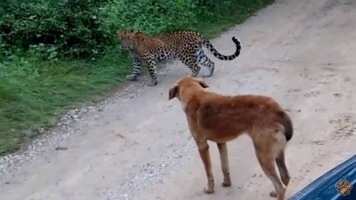 何すんねん ざけんなゴルァ しばいたろかワレ 意訳 ヒョウ 対 犬 勝つのはどっち カラパイア 何すんねん ざけんなゴルァ しばいたろかワレ 意訳 ヒョウ 対 犬 勝つのはどっち カラパイア