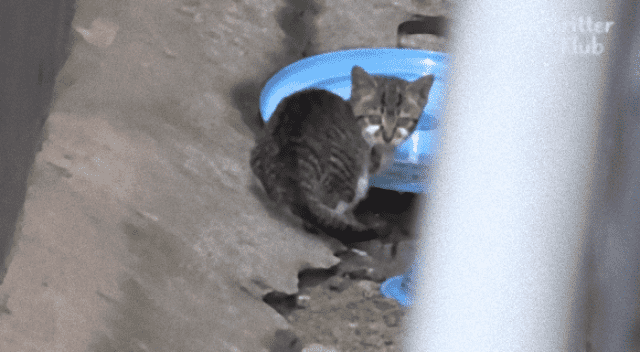 死んだ野良のオス猫に寄り添い離れようとしない子猫 このオス猫は子猫の父親代わりだった カラパイア 死んだ野良のオス猫に寄り添い離れようとしない子猫 このオス猫は子猫の父親代わりだった カラパイア