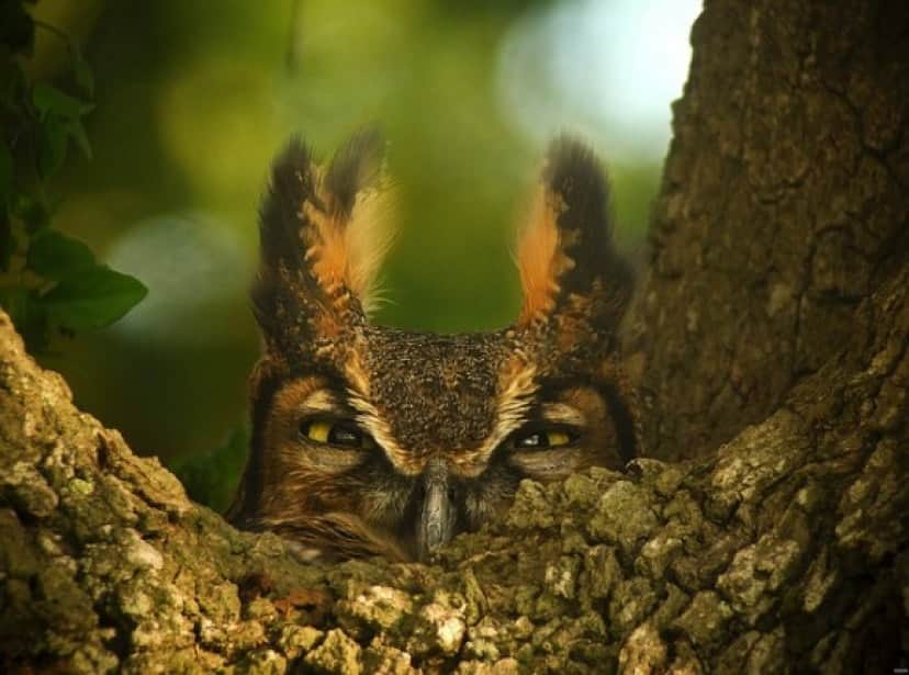 great-horned-owl-1157986_640_e